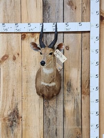 African Bush Buck Shoulder Mount Taxidermy