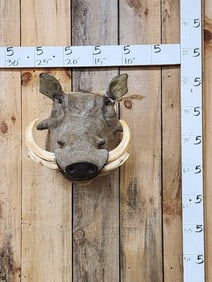 African Warthog Shoulder Mount Taxidermy
