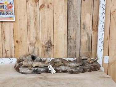 Big 6' Diamondback Rattlesnake Eating A Prairie Dog Taxidermy