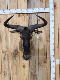 Rare Cookson's Wildebeest Shoulder Mount Taxidermy