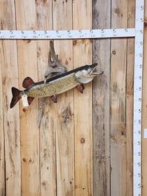 41" Muskie Real Skin Fish Taxidermy