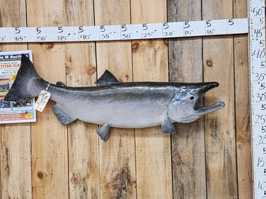 50" King Salmon Real Skin Fish Taxidermy