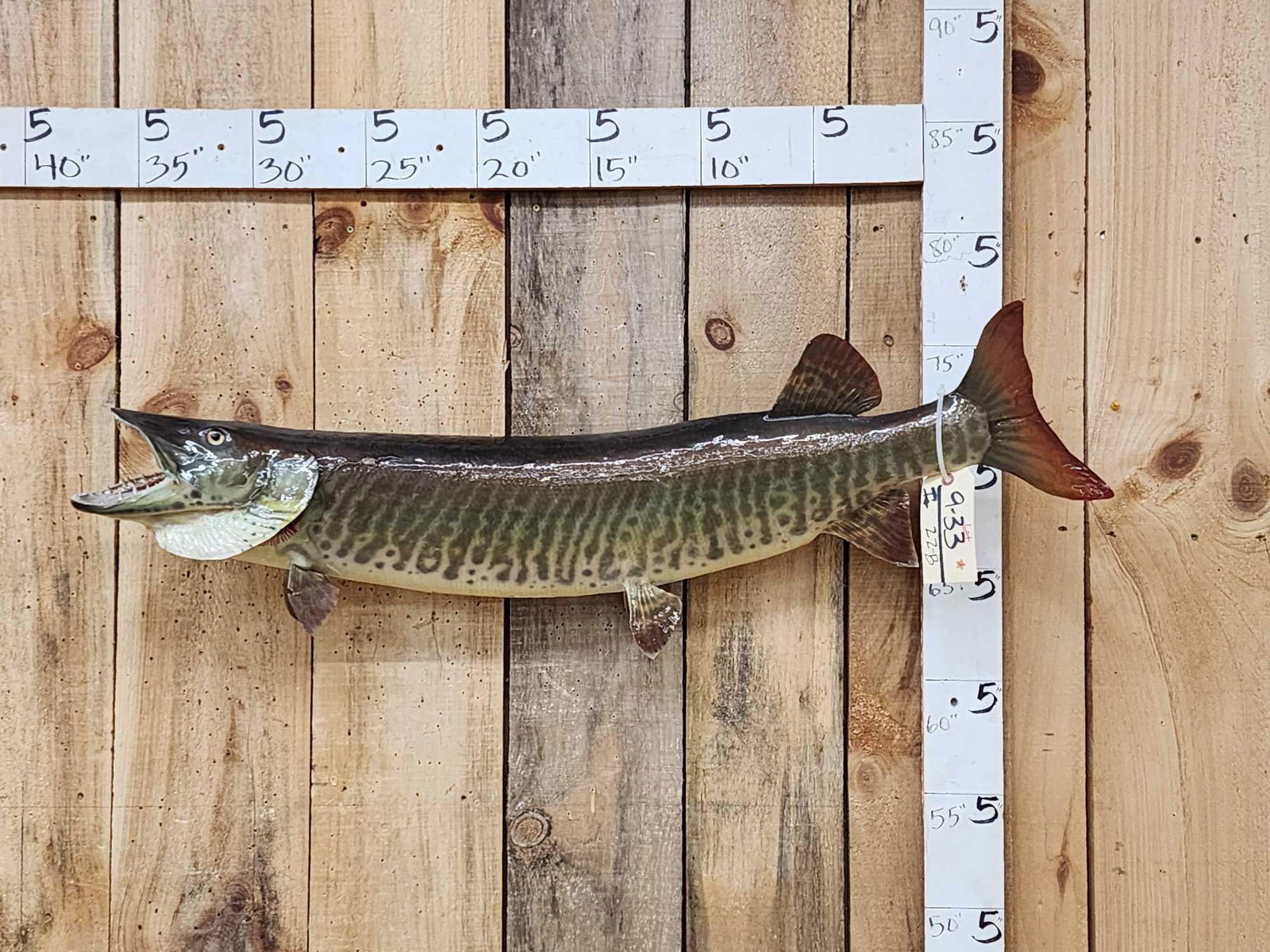 43" Muskie Real Skin Fish Taxidermy (1 of 4)