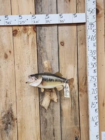 18" Largemouth Bass Real Skin Fish Taxidermy