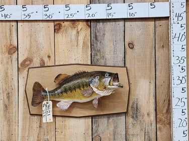 21" Largemouth Bass Real Skin Fish Taxidermy