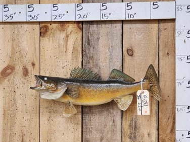 26" Walleye Real Skin Fish Taxidermy