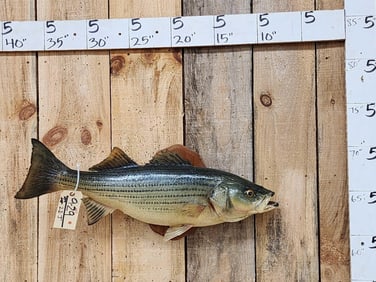 29" Striper Real Skin Fish Taxidermy
