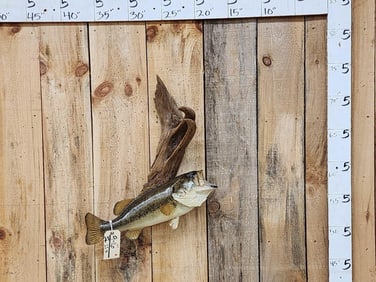 22" Largemouth Bass Real Skin Fish Taxidermy
