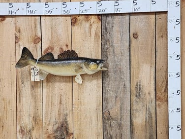 26" Walleye Real Skin Fish Taxidermy