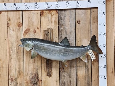 41" Lake Trout Real Skin Fish Taxidermy