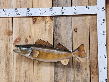 31" Walleye Real Skin Fish Taxidermy