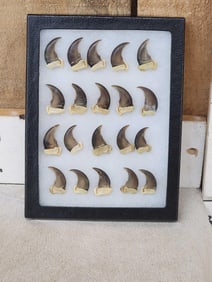 20 Black Bear Claws Taxidermy