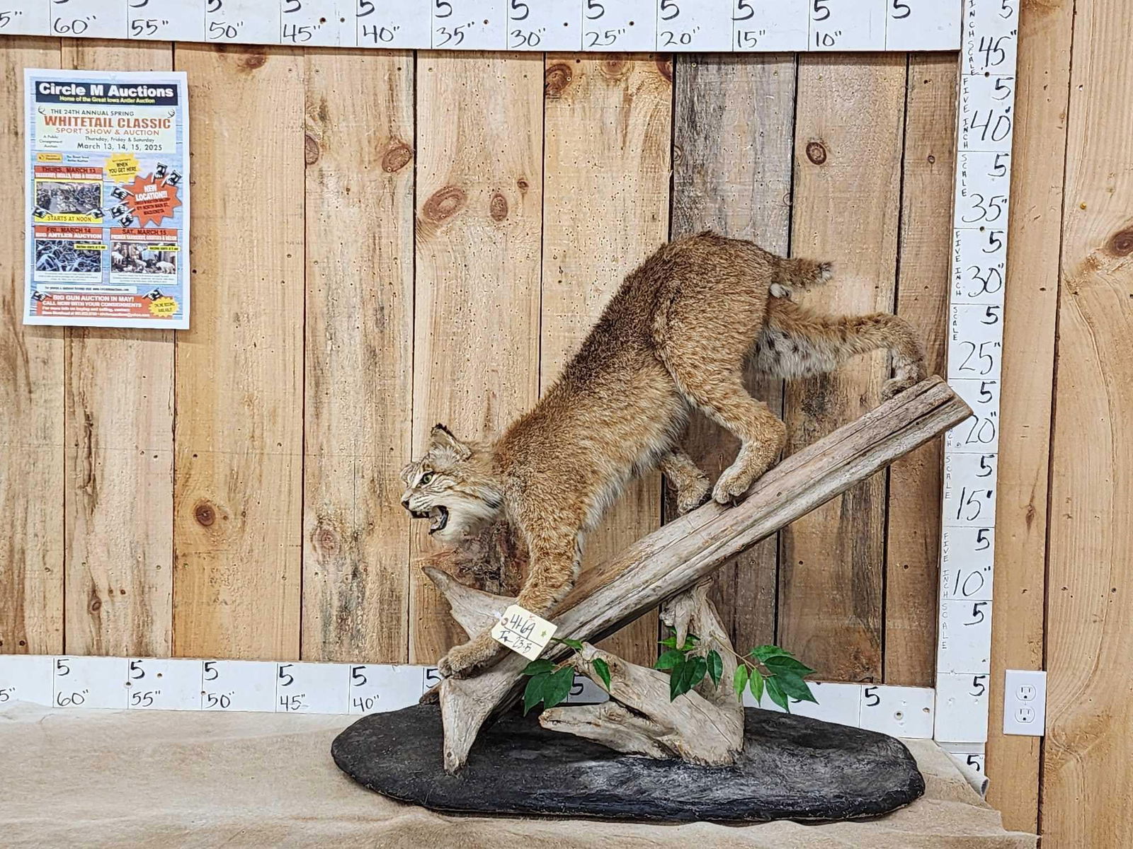 Bobcat Full Body Taxidermy Mount (1 of 3)