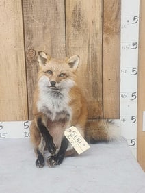 Red Fox Full Body Taxidermy Mount