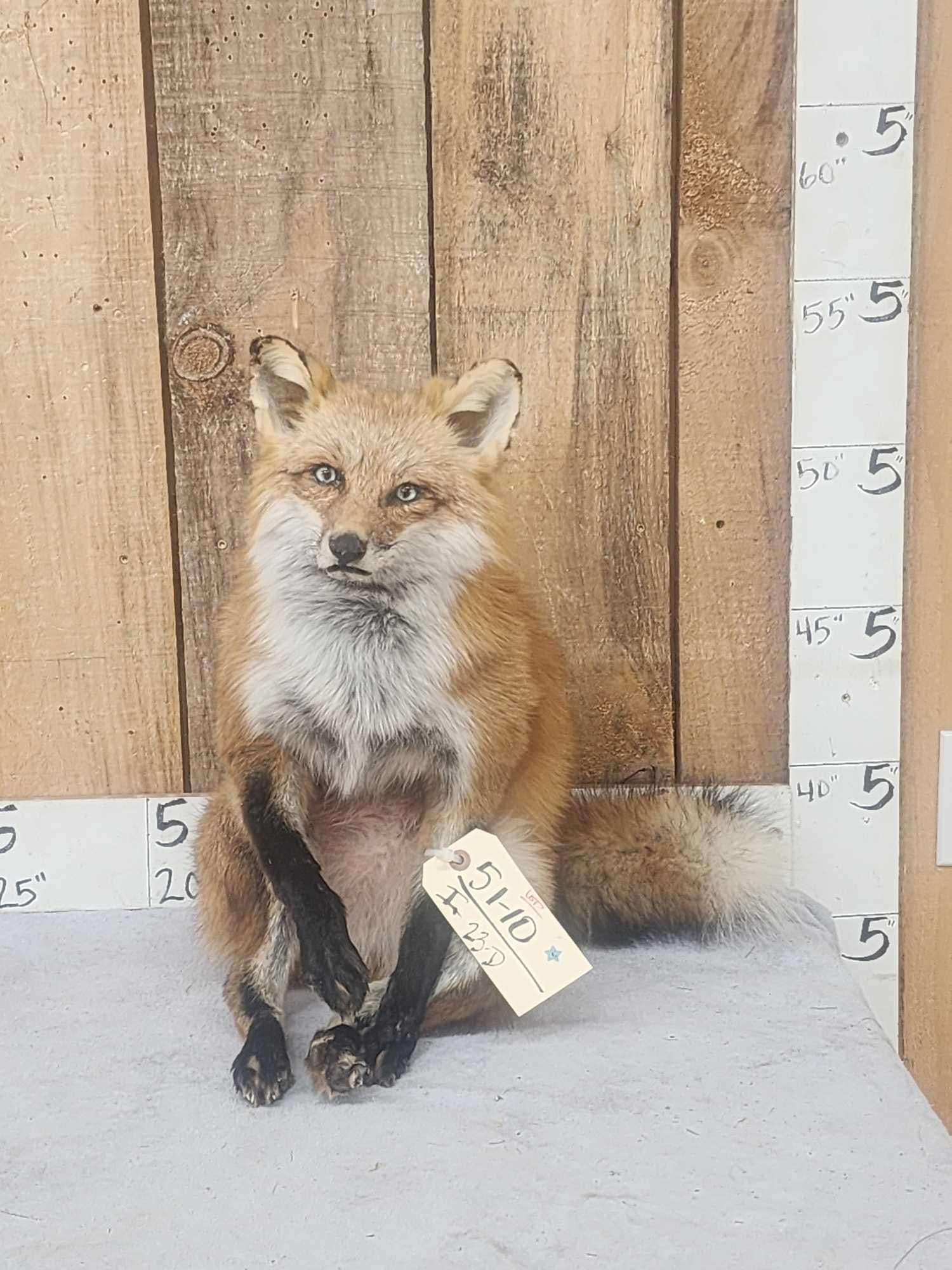 Red Fox Full Body Taxidermy Mount (1 of 3)
