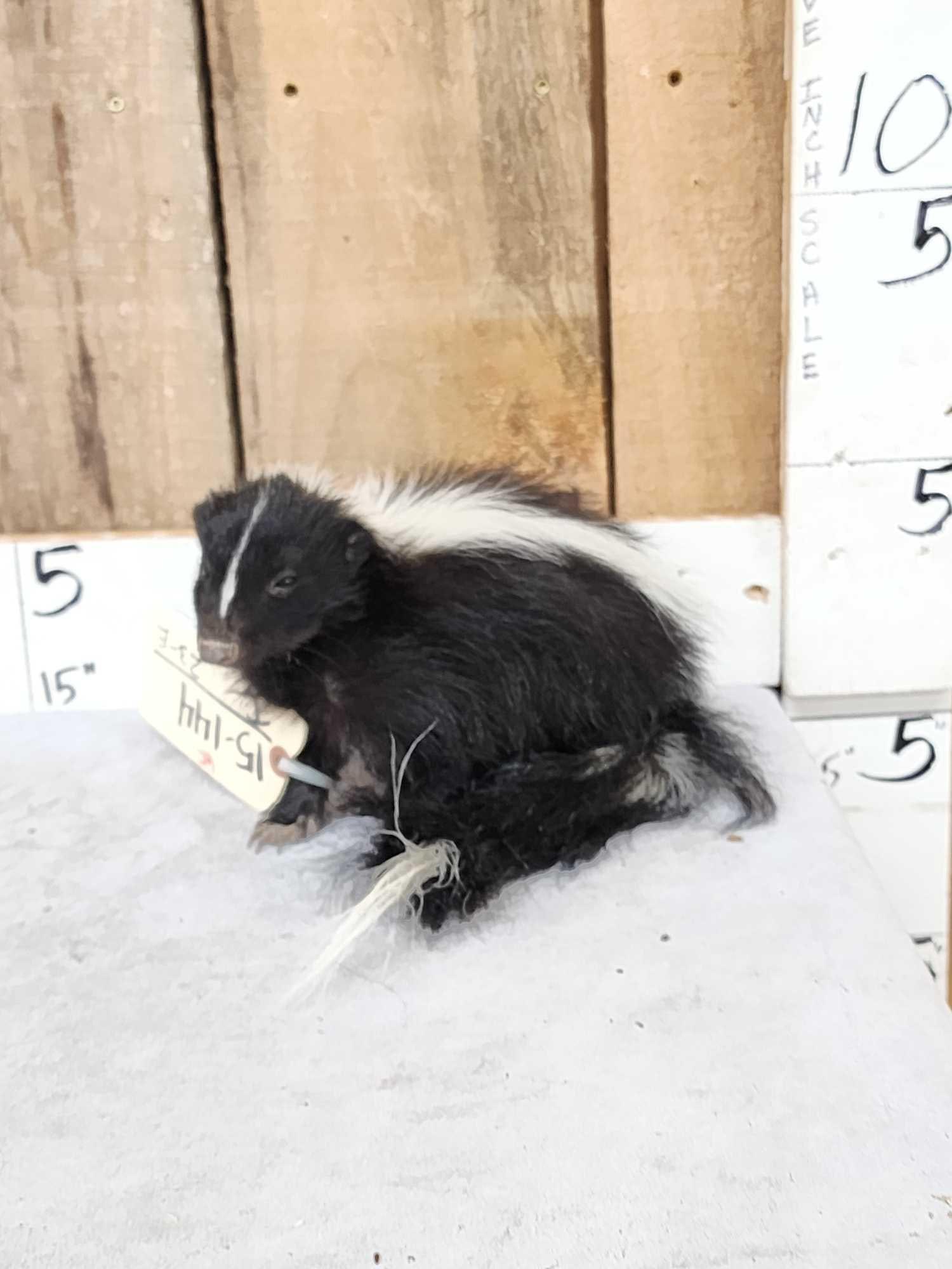 Baby Skunk Full Body Taxidermy Mount: 15.144 Brand new mount