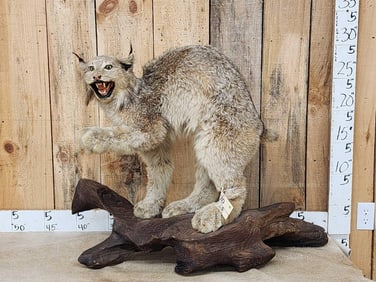 Alaskan Lynx Full Body Taxidermy Mount