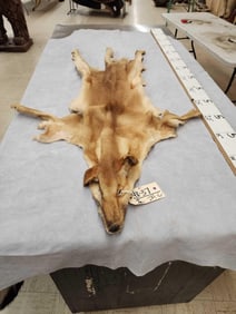 Australian Dingo Tanned Fur Taxidermy