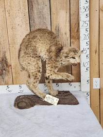 Vintage Bobcat Full Body Taxidermy Mount