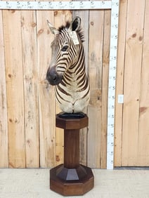 Zebra Pedestal Taxidermy Mount
