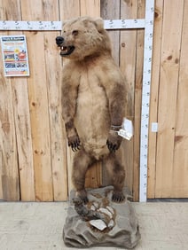 Alaskan Grizzly Bear Full Body Taxidermy Mount