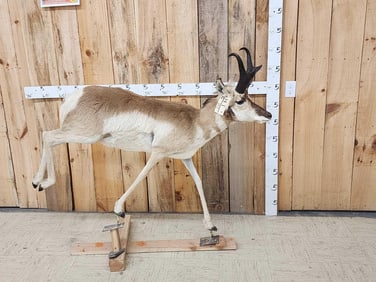 Pronghorn Antelope Full Body Taxidermy Mount