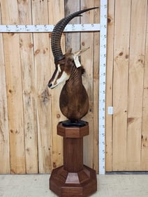 African Sable Antelope Pedestal Taxidermy Mount
