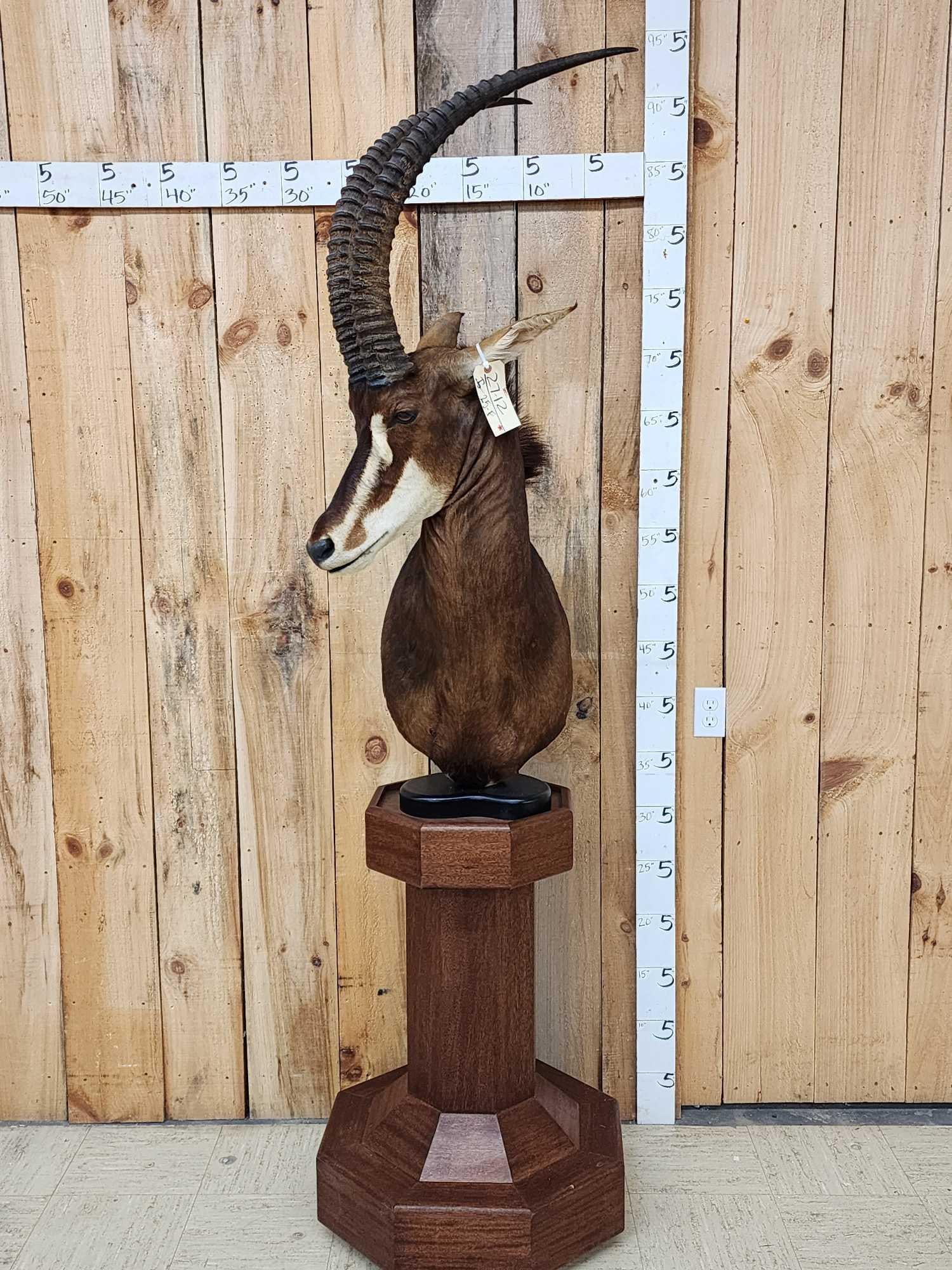 African Sable Antelope Pedestal Taxidermy Mount (1 of 6)