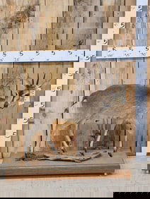 African Southern Bush Duiker Full Body Taxidermy Mount