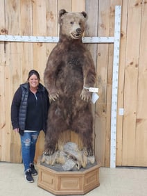 Alaskan Brown Bear Full Body Taxidermy Mount