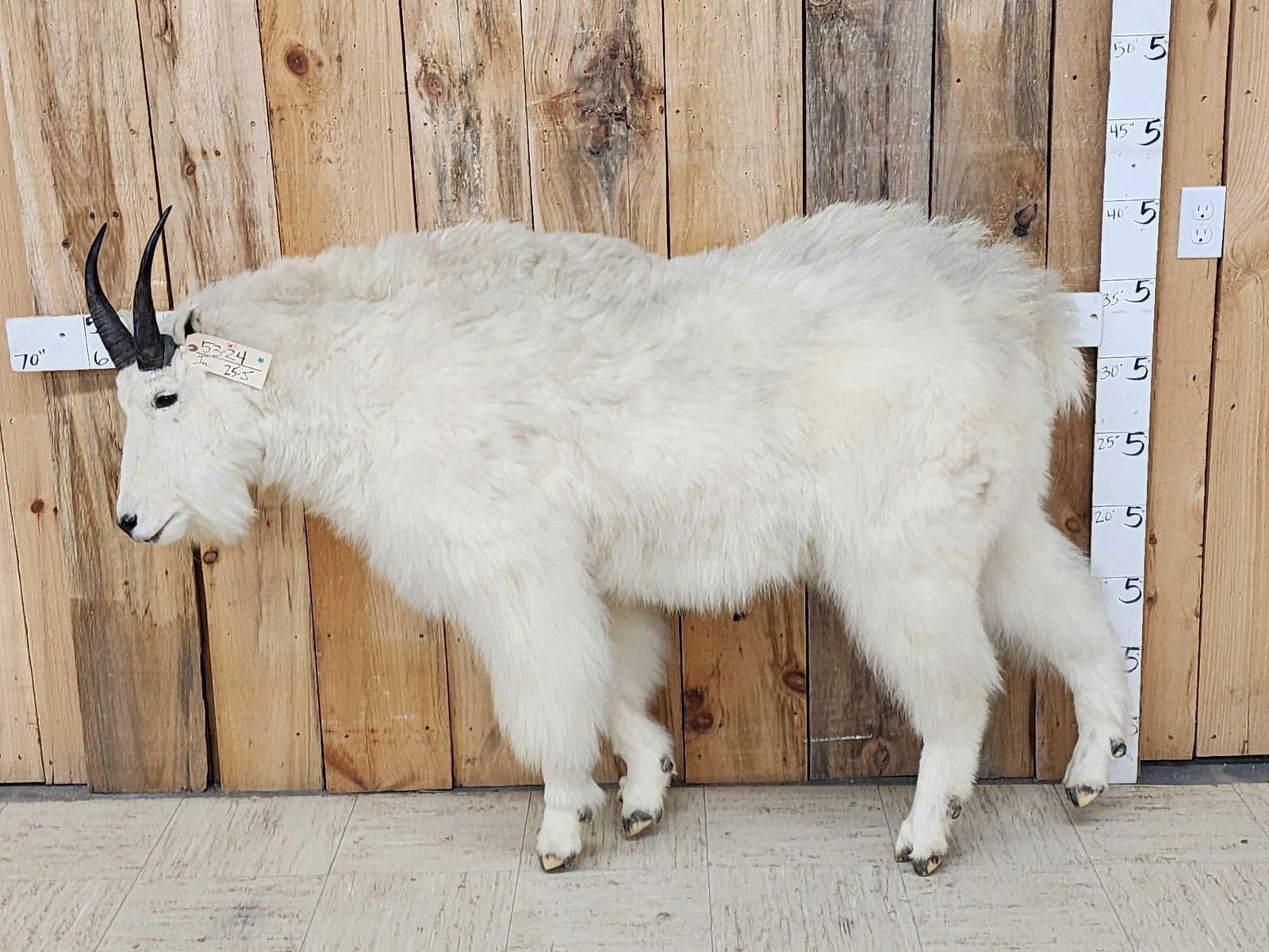 Mountain Goat Full Body Taxidermy Mount (1 of 7)