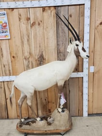 Arabian Oryx Full Body Taxidermy Mount