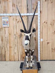 African Gemsbok Full Body Taxidermy Mount