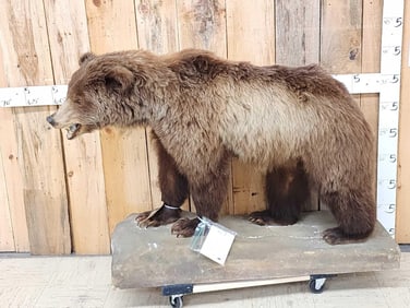 Juvenile Grizzly Bear Full Body Taxidermy Mount