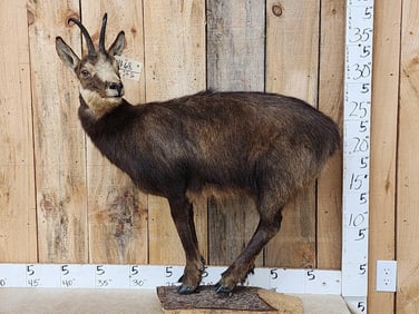 Alpine Chamois Full Body Taxidermy Mount