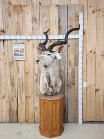 African Kudu Pedestal Taxidermy Mount