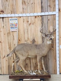 Whitetail Buck Deer Full Body Taxidermy Mount