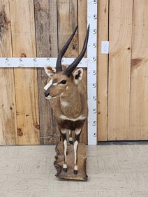 African Bush Buck Full Body Taxidermy Mount