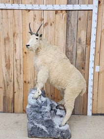 Mountain Goat Full Body Taxidermy Mount