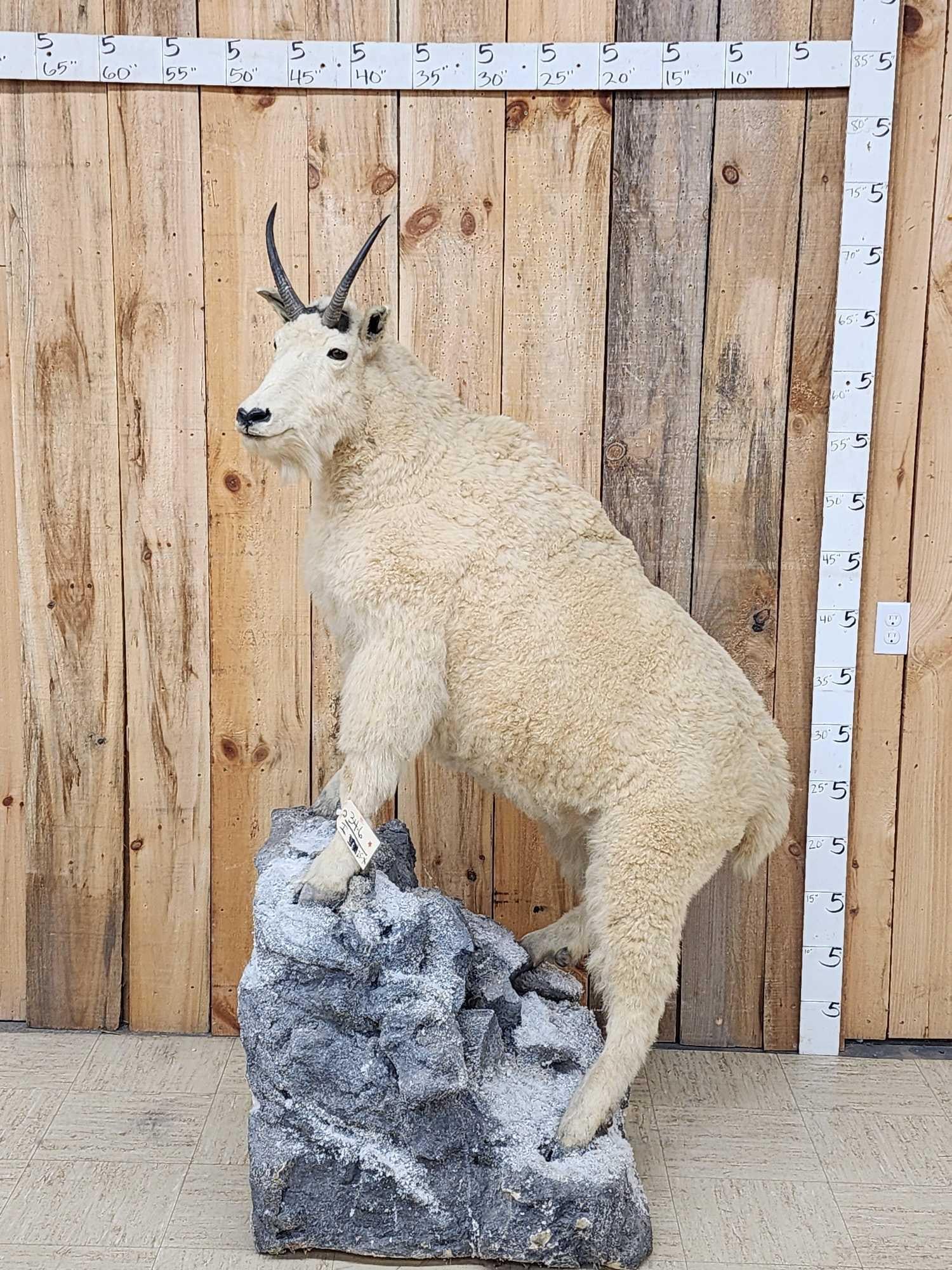 Mountain Goat Full Body Taxidermy Mount: 34.6 Solid vintage mount from the Keith Warren Collection famous internet hunting personality proceeds to benefit the Wildlife Center Museum at Legends Ranch Bitely Michigan