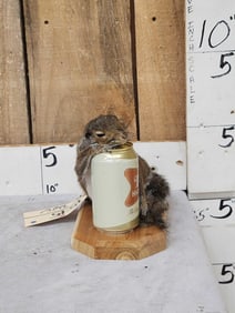Drunken Squirrel Taxidermy Mount