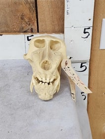 Reproduction Mandrill Baboon Skull Taxidermy