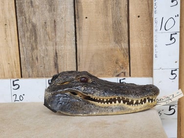 Taxidermy Alligator Head