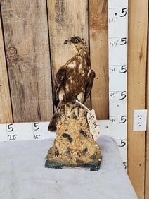 Honey Buzzard Full Body Bird Taxidermy