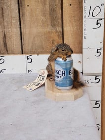 Drunken Squirrel Taxidermy Mount
