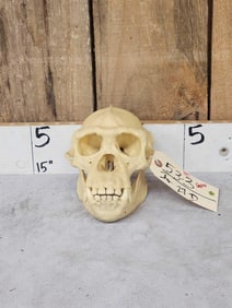 Reproduction Chimpanzee Skull Taxidermy