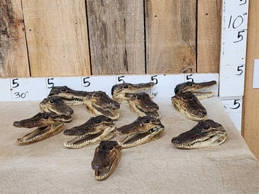 Group Of 12 Alligator Heads Taxidermy