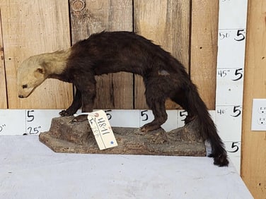 South American Tayra Full Body Taxidermy Mount
