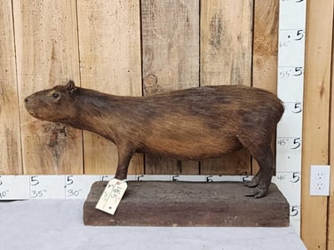Vintage Juvenile Capybara Full Body Taxidermy Mount