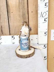 Naughty Squirrel Taxidermy Mount